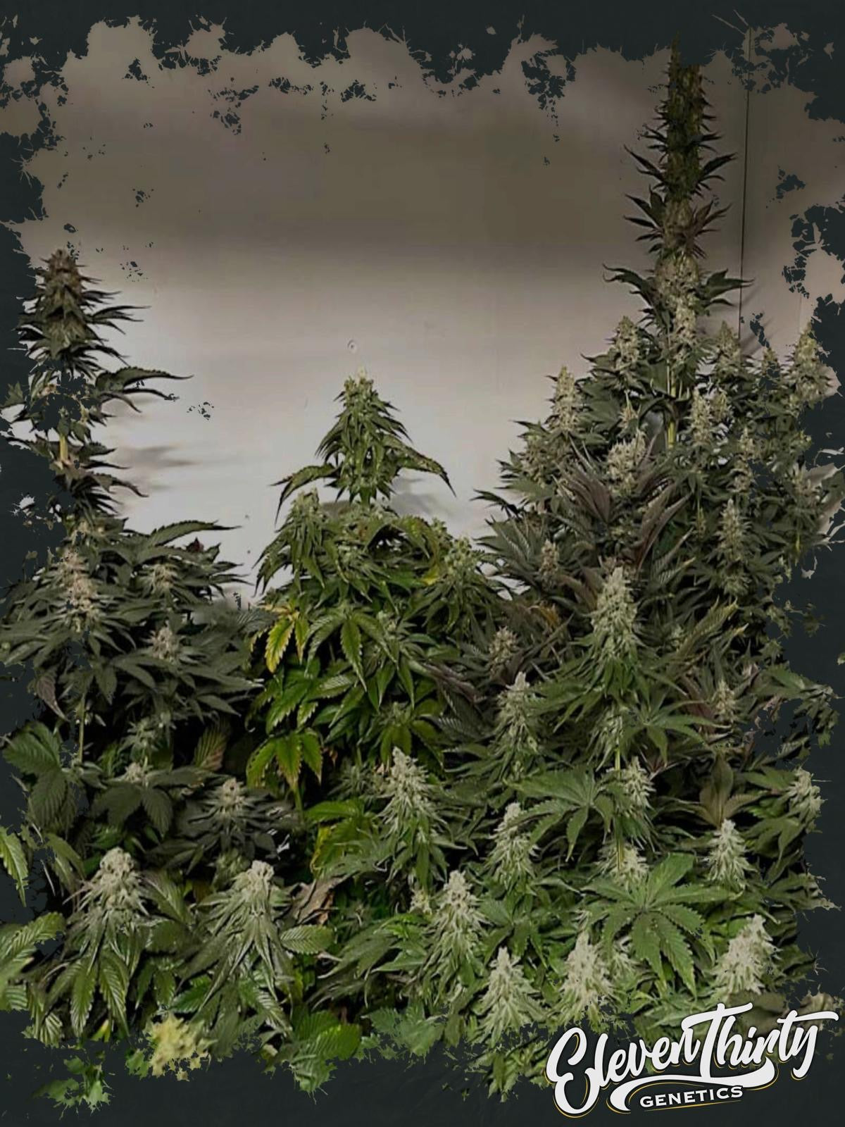 GMO-GSC (REGULAR)