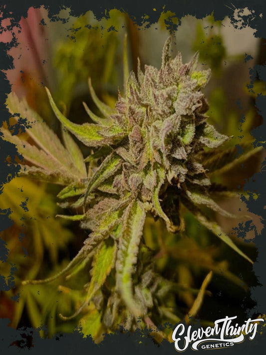 RUNTZ GRAPES (REGULAR)