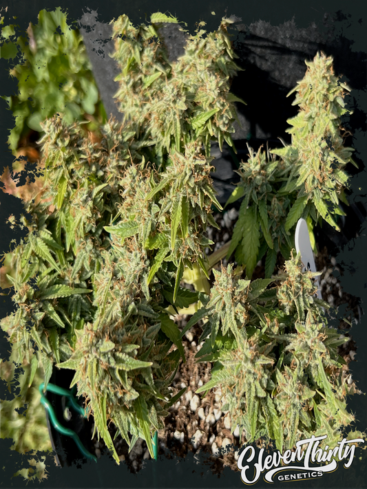 BURGERZ (AUTO)