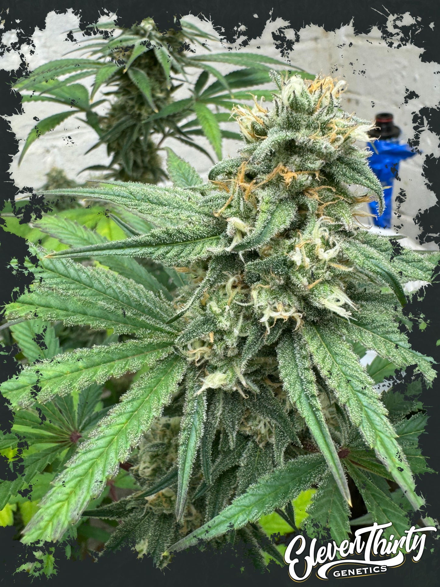 Blue Zlushi (auto)