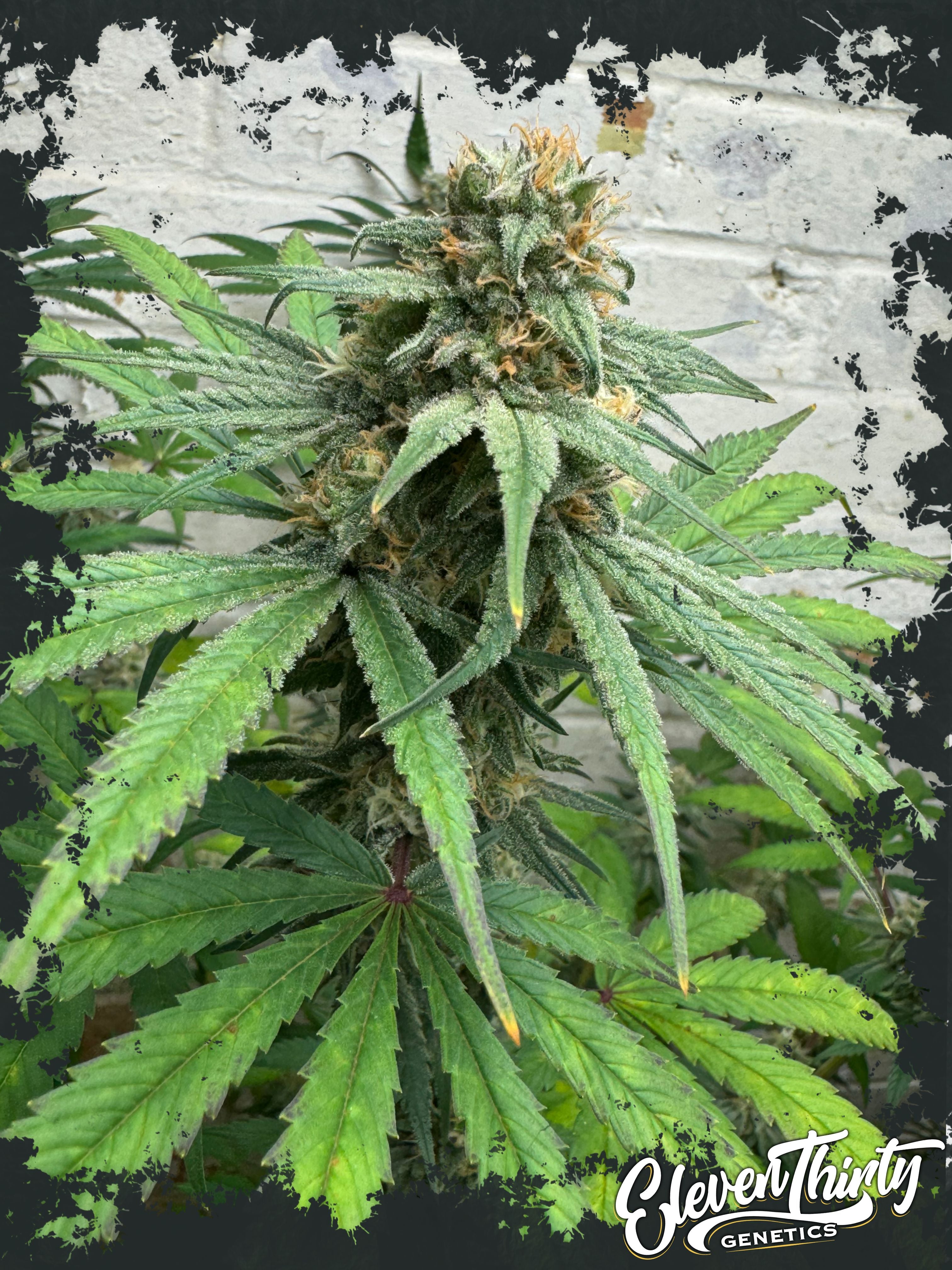 Cheese Wizard – Eleven Thirty Genetics