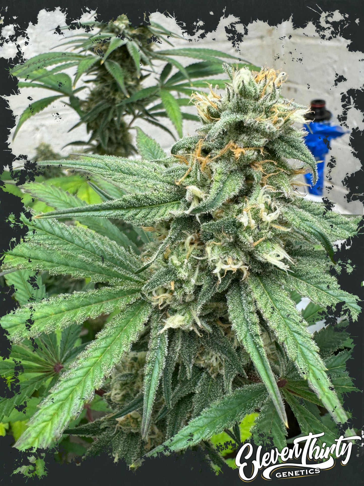 Cheese Wizard (auto)