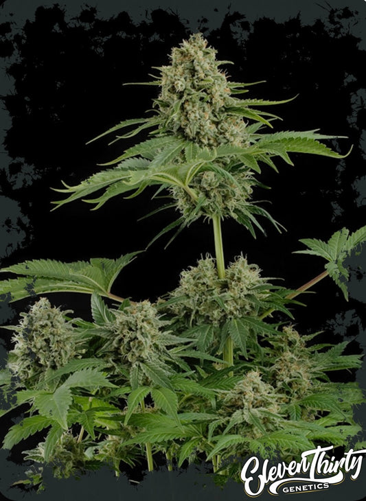 THE GUV`NOR (TRIPLOID)