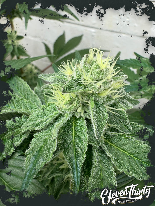Cheese Wizard (auto)
