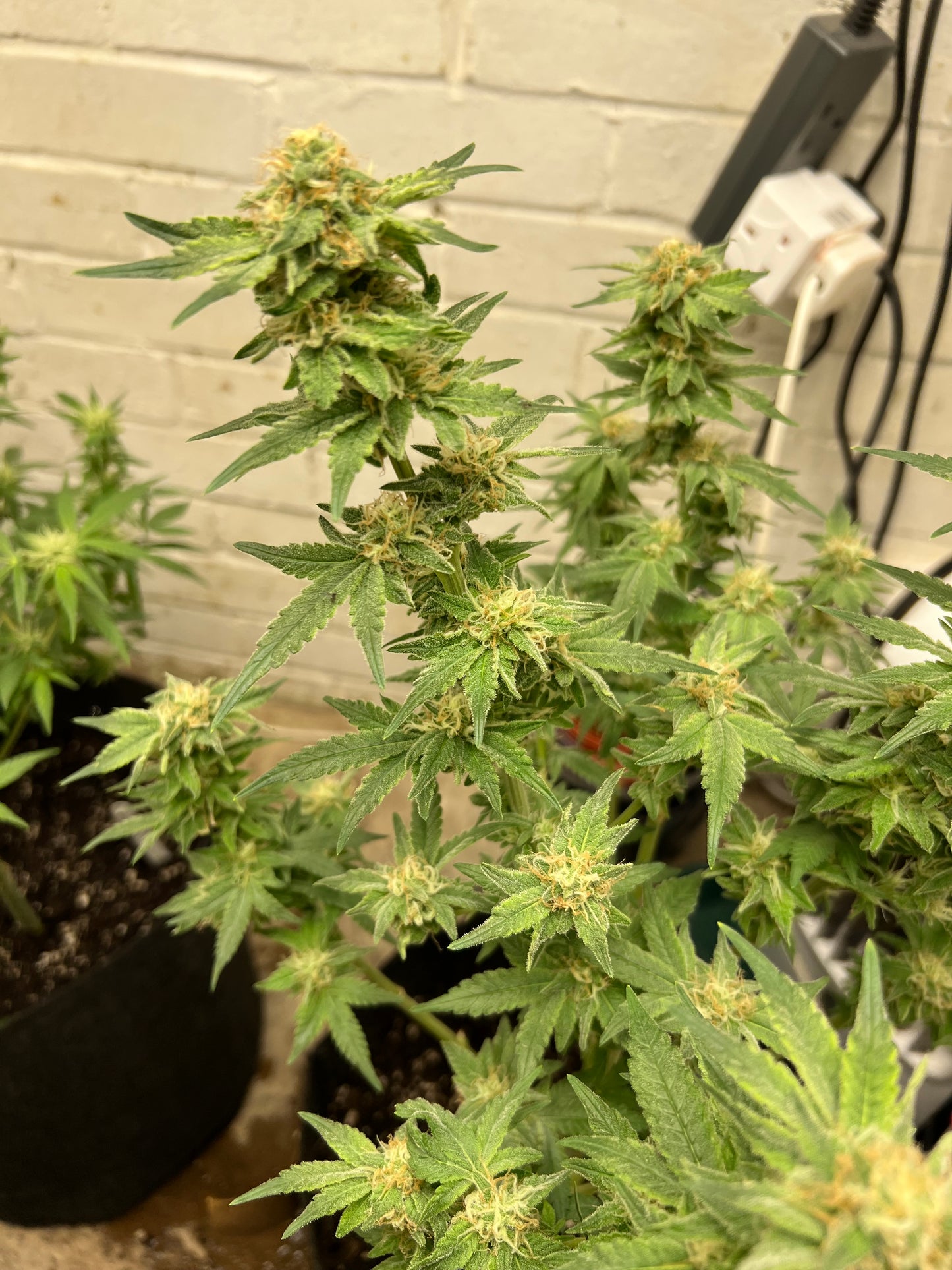 Kerosene Cookies (auto)