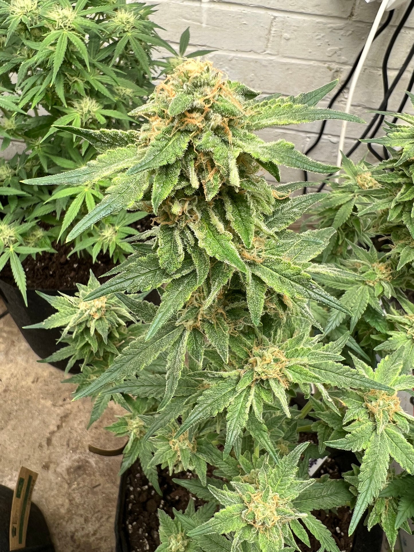 Kerosene Cookies (auto)