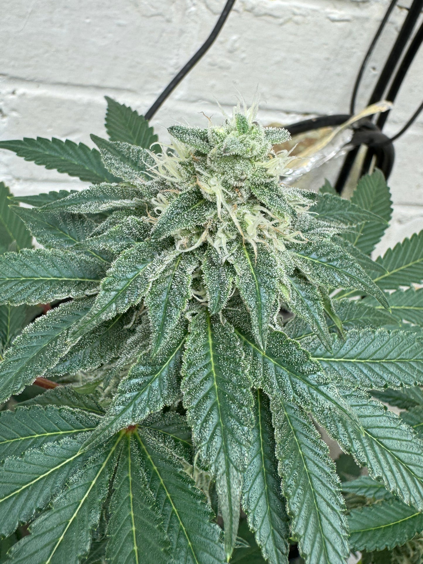 Cheese Wizard (auto)