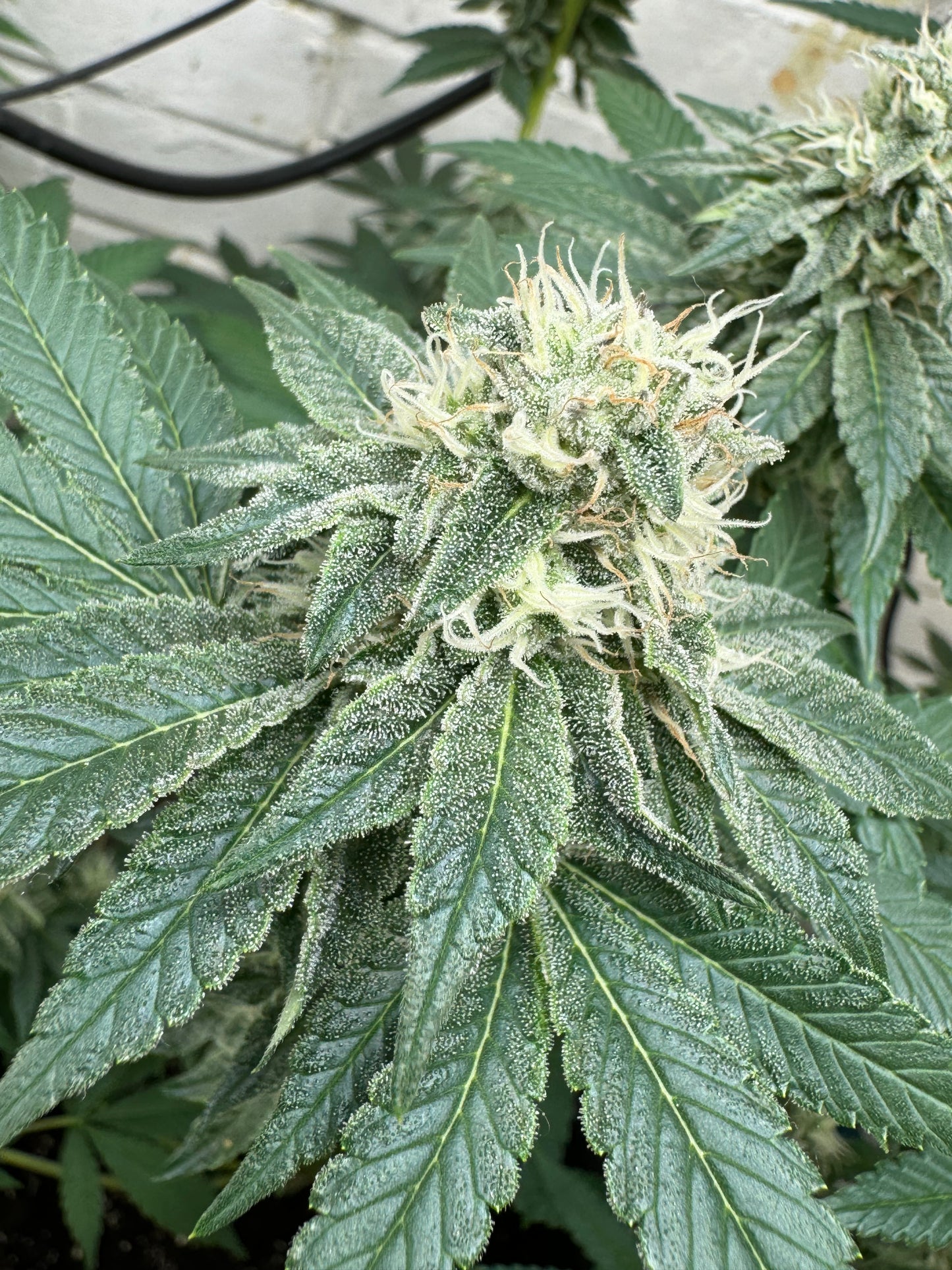 Cheese Wizard (auto)