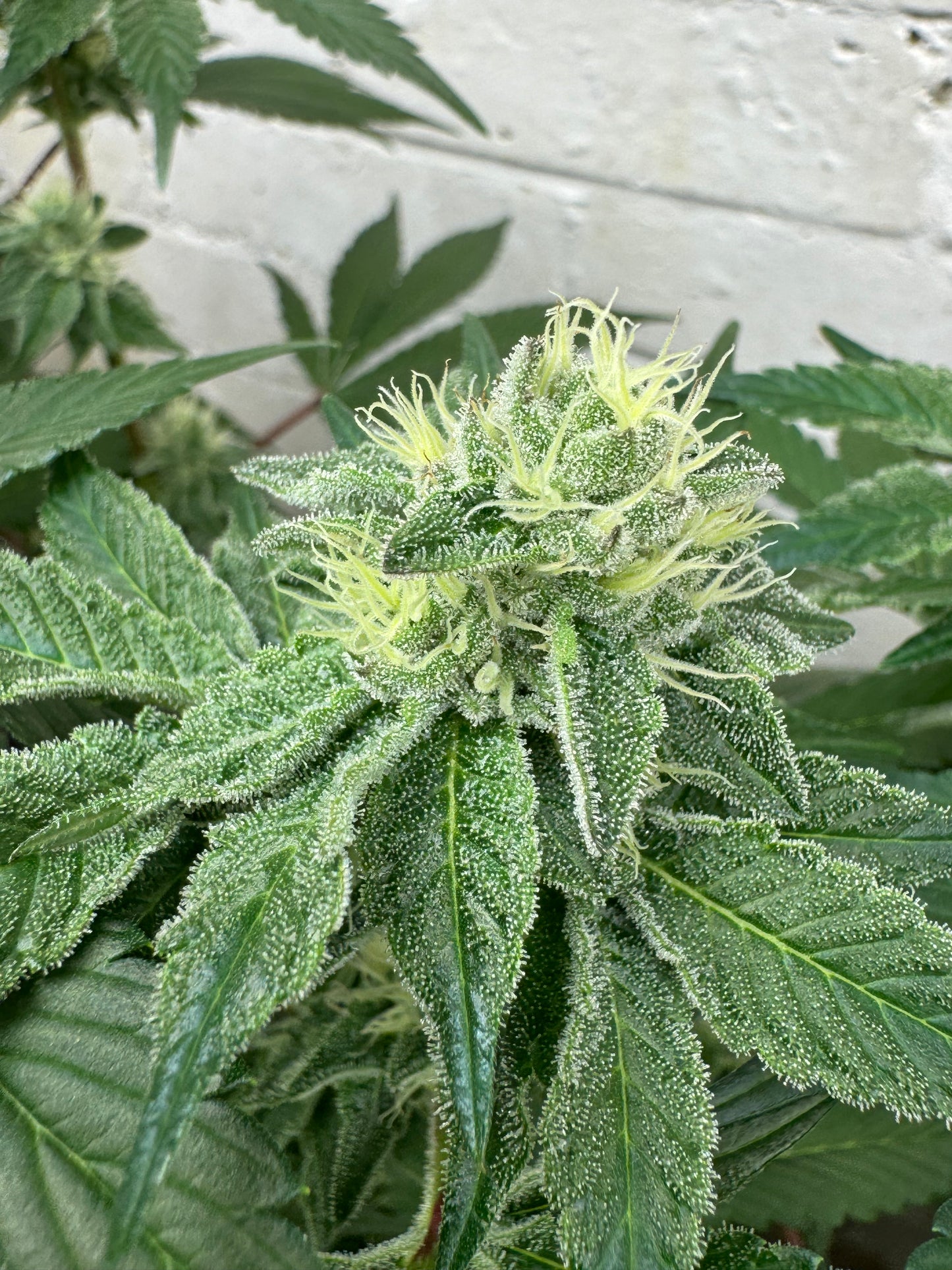 Cheese Wizard (auto)