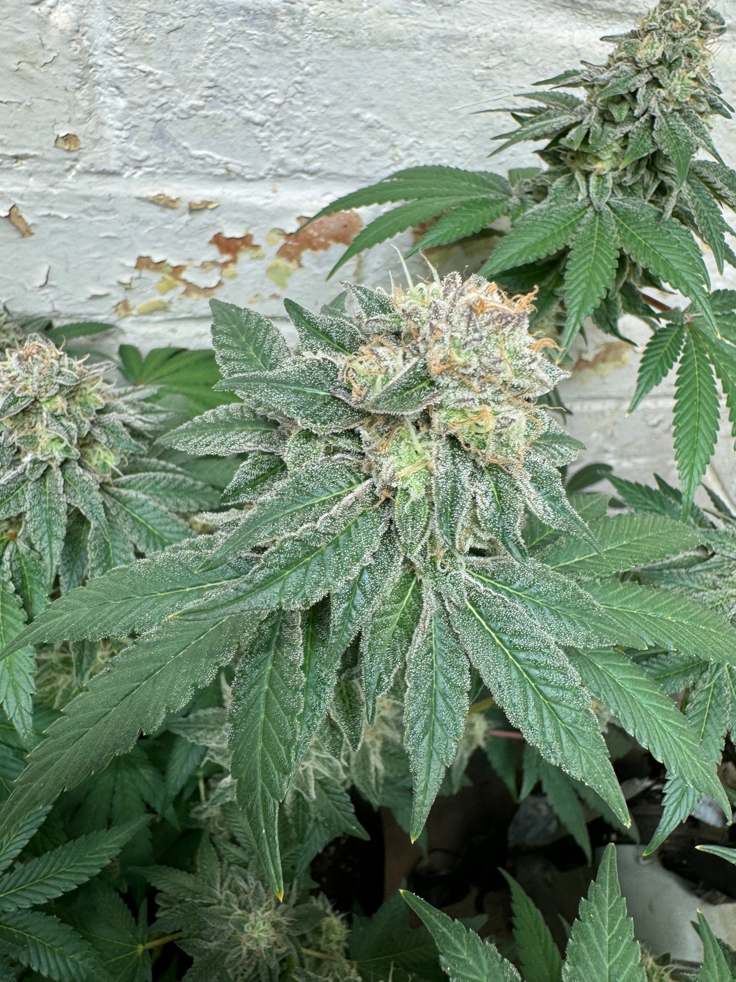 Blue Zlushi (auto)