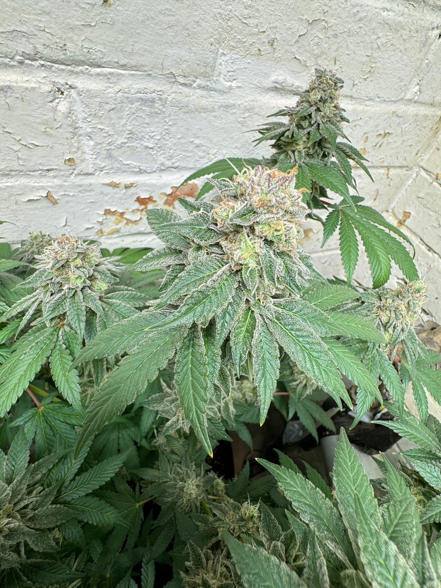 Blue Zlushi (auto)