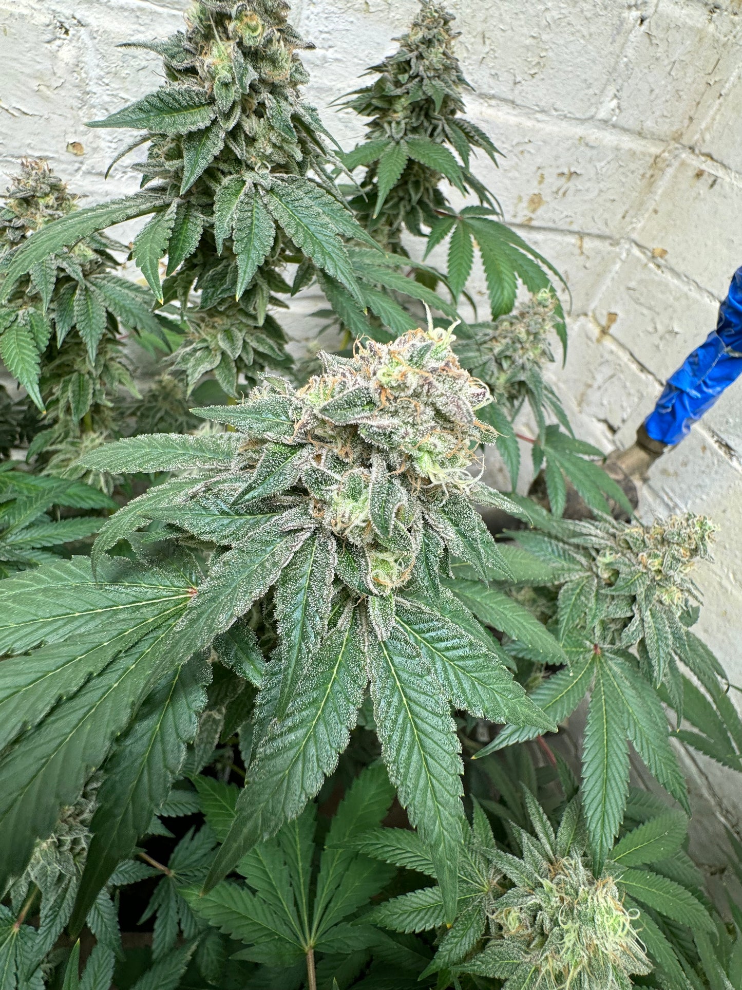 Blue Zlushi (auto)