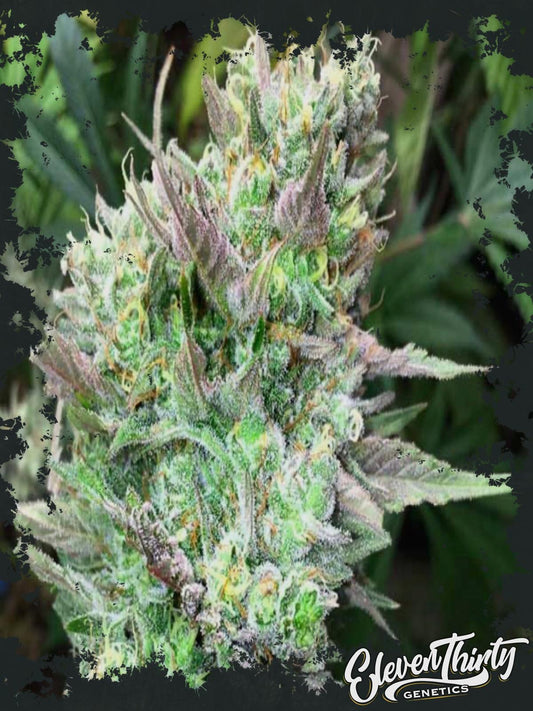 MAC PEACHES (REGULAR)